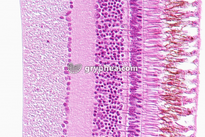 Rétine de Chouette x100 - gryphea.org